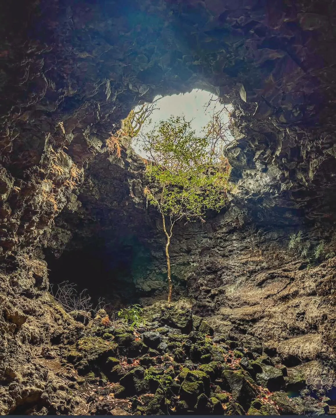 Bosque de Ahuatepec
